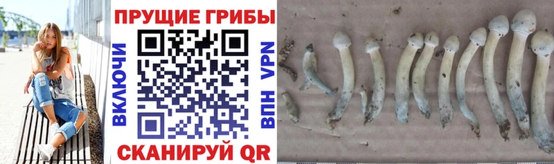 Галлюциногенные грибы Cubensis  Нариманов 